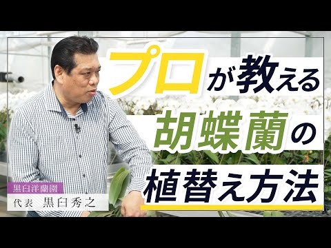 蘭の植え替えはいつするの？どのくらいの頻度で行うかを知るための正確な説明 + ビデオ  庭園