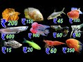 Aquarium Fish List With Pictures And Price