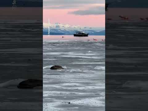 Hermosa postal de Puerto Natales tras nevada