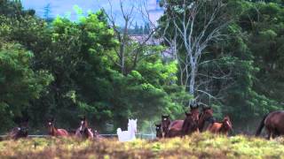 TheSmarties - Vola più in alto