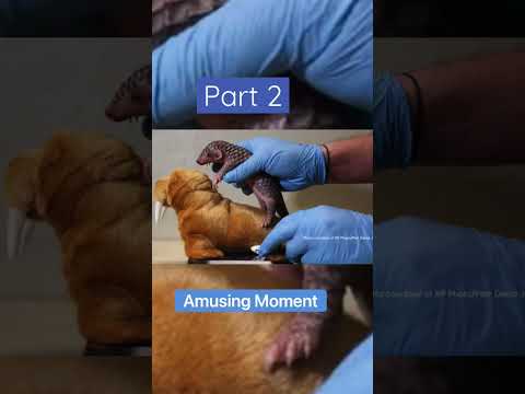 #feelgood #heartwarming #animalrescue #inspiring #animalstories #pangolin
