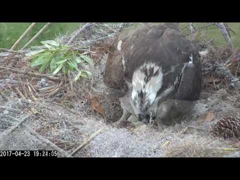 Female Osprey Shows Off Three Eggs in Savannah, Re-covers Them – Apr. 23, 2017