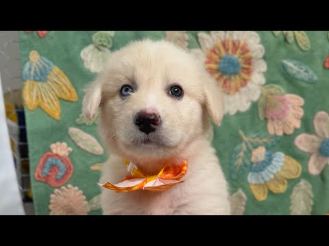 Dog for adoption - Miller Jensen, a Labrador Retriever &amp; Great Pyrenees Mix in Portage, WI ...