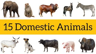 Domestic Animals Hin Eng Watch HD Mp4 Videos Download Free