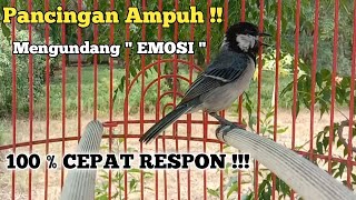 Download lagu Suara Gelatik Batu Lokal Pancingan Ampuh 100% – Cepat Respon & Emosi! mp3 Download lagu Suara Gelatik Batu Lokal Pancingan Ampuh 100% – Cepat Respon & Emosi! mp3