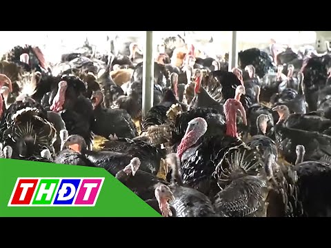, title : 'Nông dân Hậu Giang nâng cao thu nhập với mô hình nuôi gà lôi | THDT'