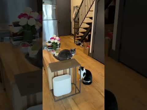 video 1
