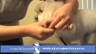 How To Round The Feet On A Dog-Trim A Dog's Foot-How To Groom A Maltese