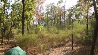 preview picture of video 'Tiger in Wild at Kanha'