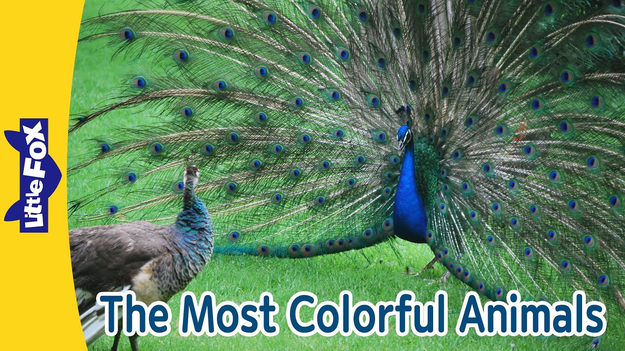 Rainbow Animals! Meet Nature’s Most Colorful Creatures | Peacock, Butterfly, and More | Little Fox