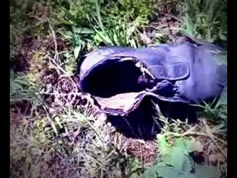 cevelot na carli caplin