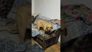 Video preview image #1 Fila Brasileiro Puppy For Sale in Jasper, AL, USA