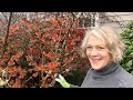 The Winter Bloomer: Witch Hazel