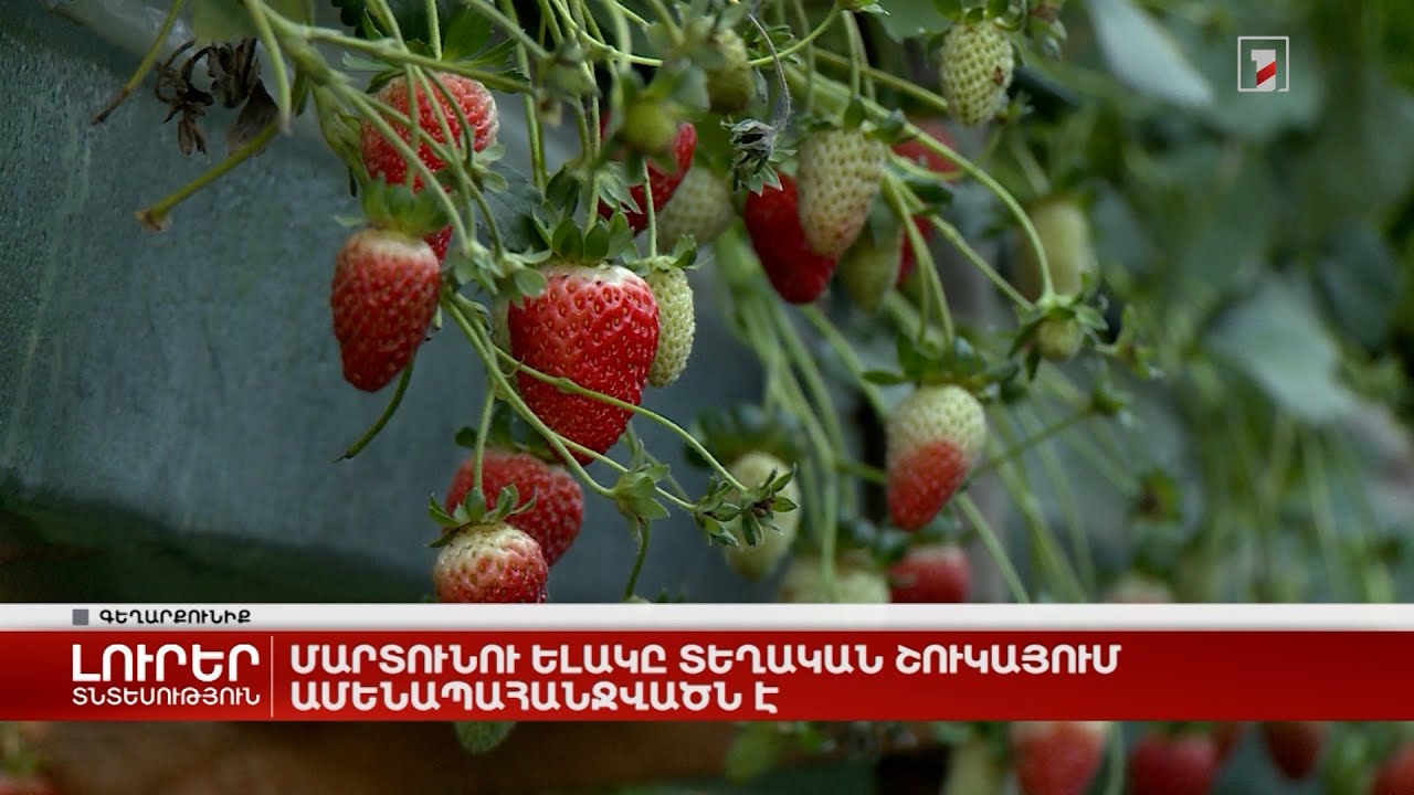 Մարտունու ելակը տեղական շուկայում ամենապահանջվածն է