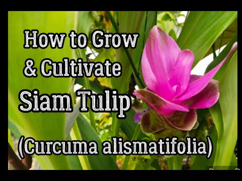 , title : 'How to Grow & Cultivate Siam Tulip (Curcuma alismatifolia)'