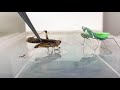 Praying Mantis Eating A Whole Locust TIMELAPSE