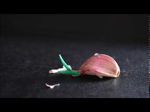 brote de ajo
