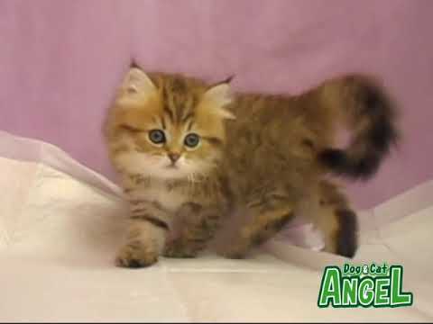 1812010  【ペットショップ エンゼル】お薦めの子犬・子猫