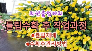 [튤립재배] 튤립 수확후 작업과정