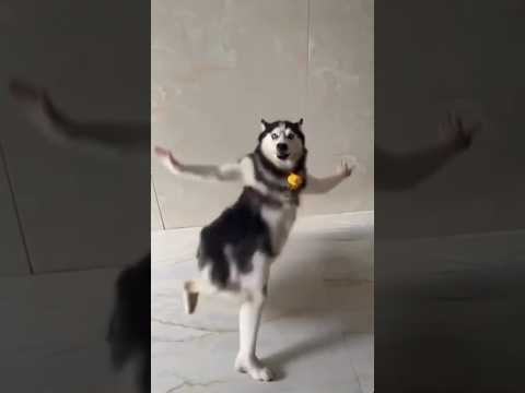 Husky dancing meme template | husky dog dance video meme template #shorts #ytshorts