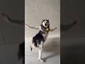 Husky Dancing Meme Template Husky Dog Dance Video Meme Template Shorts Ytshorts