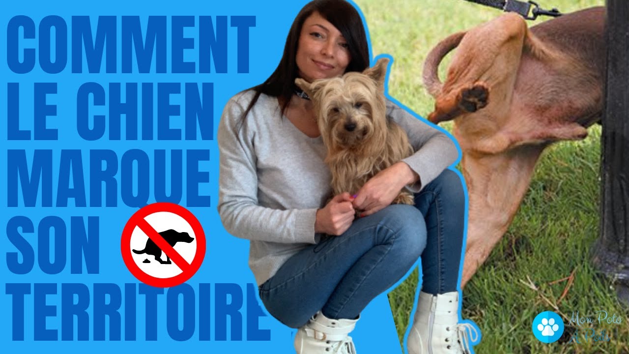 COMMENT LE CHIEN MARQUE-T-IL SON TERRITOIRE  🐶🚽 #CommentLeChienMarqueSonTerritoire 🐕🧻
