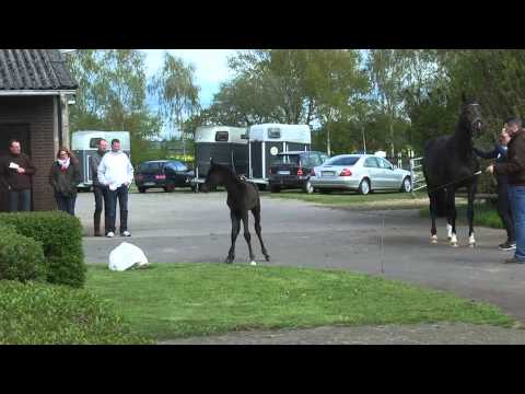 14 Stutfohlen von Finest - Samarant