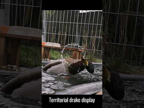 Please tell me who's the weird one, #duck or #doggo ?