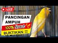 Canary Yellow Singing Campion For Training contest, The Best Bird Sound