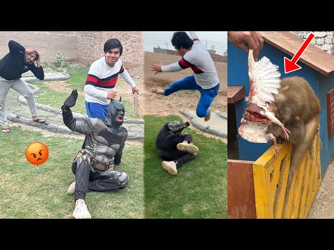 Waleed vs Bat-Man Fighting 😱 Monkey Ny  Kabotar Mar Dala 😭