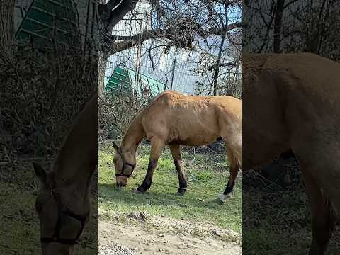El Bolson Río Negro Patagonia Argentina naturaleza campo caballo paisajes Youtube shorts animales