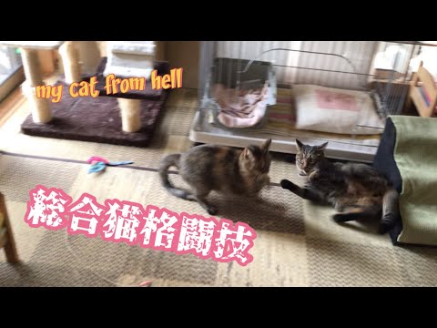 総合猫格闘技