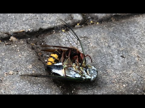 Cicada Killer Wasp vs. Cicada