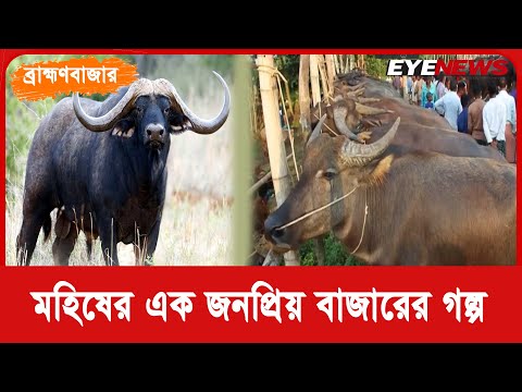 ব্রাহ্মণবাজার : হাজারো মহিষ ওঠে এই বাজারে