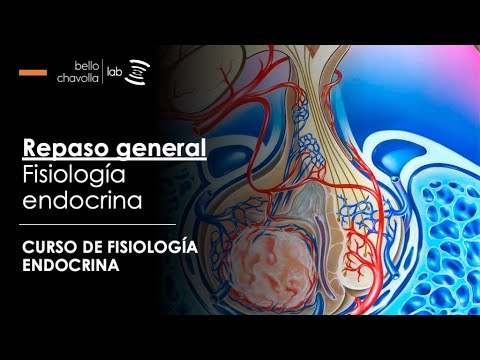 Repaso Fisiología Endocrina