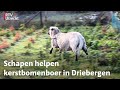 Kerstbomen vliegen over de toonbank, boer heeft bijzondere hulpjes | RTV Utrecht