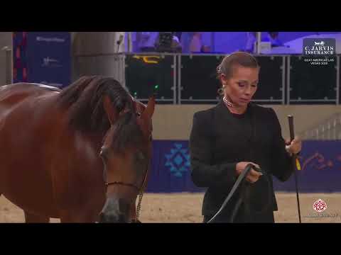 N 70 PHARASSABLE HBV   GCAT Americas Las Vegas 2025   Junior Fillies A Class 2A