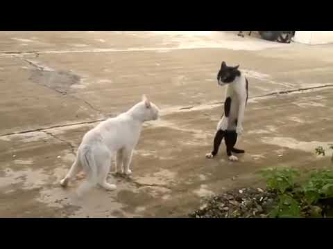 Catuto vs Catsuke - 20 sec funny video