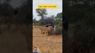 في ثوانٍ معدودة خطة واحدة أربكت الهيبة!#shorts