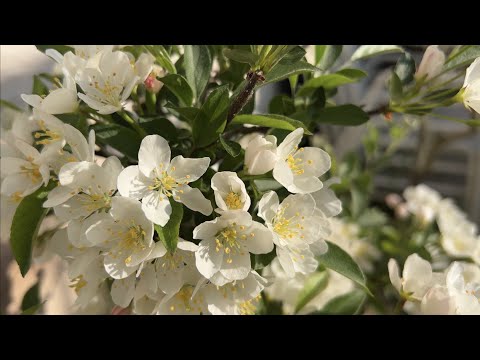 Bonsai Apple Tree in full Bloom - Spring 2022