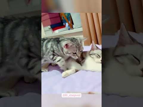 #interesting#funny#animal#pet##catlover#funnycats#cat