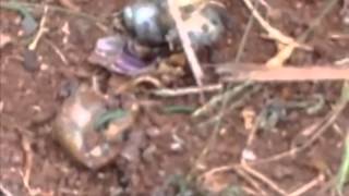 Best way to kill a snail