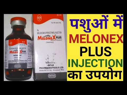 Meloxicam and paracetamol injection