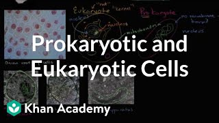 Prokaryotic and eukaryotic cells | Biology | Khan Academy