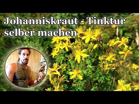 Making St. John's Wort Tincture - The remedy for mild depression and sleep disorders