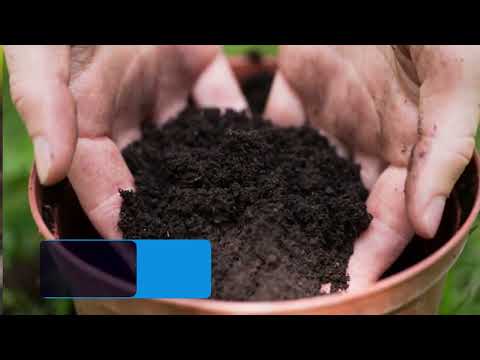 Why Amaryllis Leaves Fall Over & What To Do About It