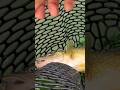 Video Thumbnail for Walleye fishing #shorts #fishing #fyp
