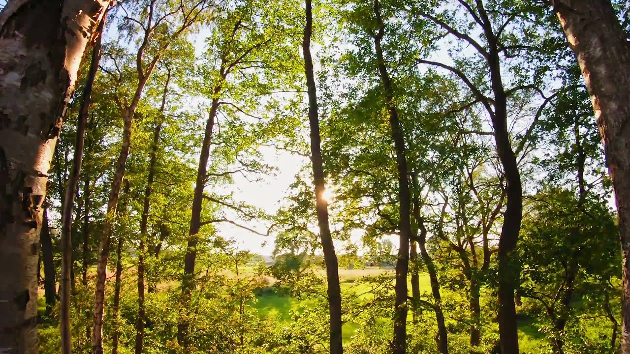 Trees Sunset Forest Sun Light Golden Hour Aerial