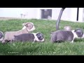 Boston Terrier dogs for sale: Snicker - Video 1