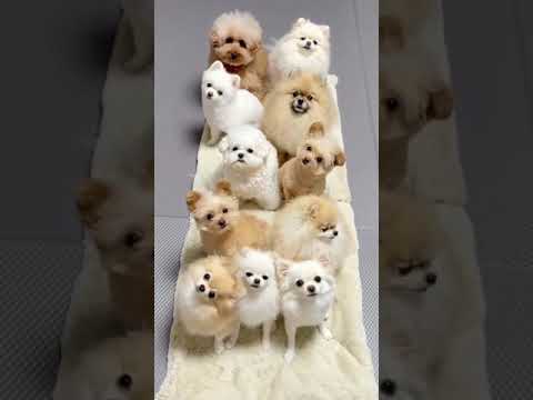 dogs video